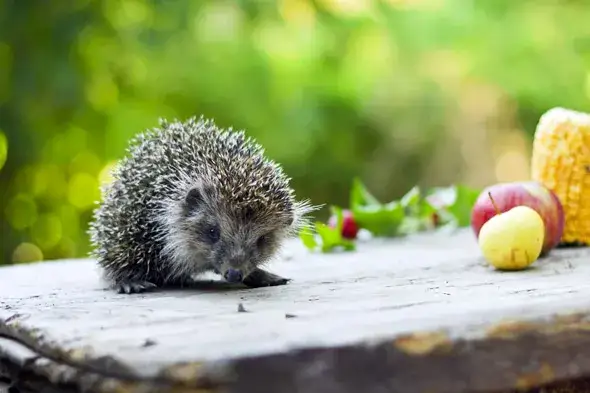 7 skutecznych sposobów jak zwabić jeża do ogrodu i cieszyć się jego obecnością