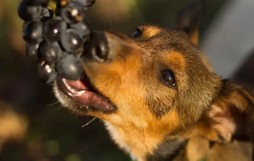 Winogrona dla psa: Śmiertelne zagrożenie! Co robić?