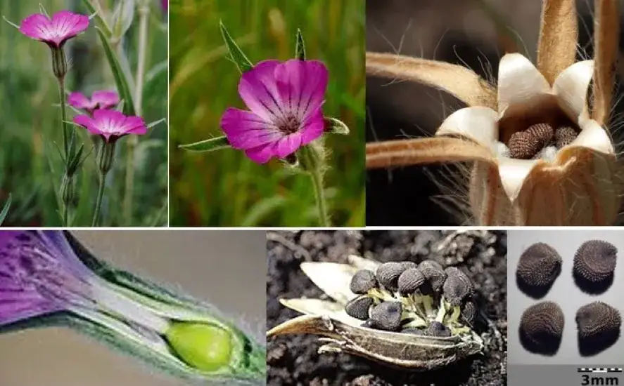 Kąkol polny w życie: jak rozpoznać i skutecznie zwalczać?