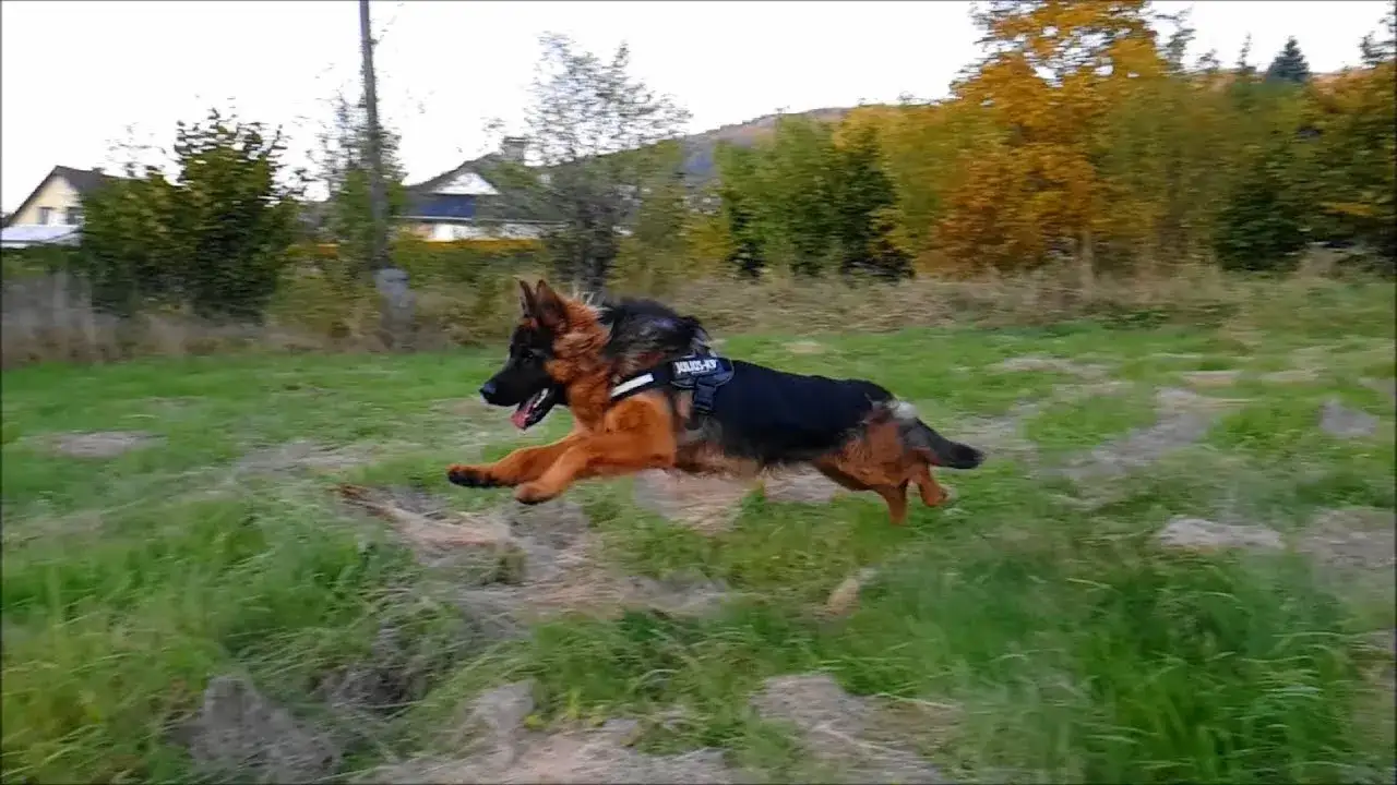 Jak szybko biega owczarek niemiecki? Odkryj jego niesamowitą prędkość