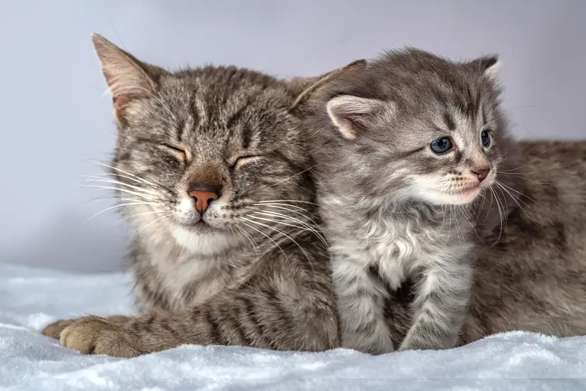 Jak zwalczyć pchły u małego kotka i zadbać o jego zdrowie