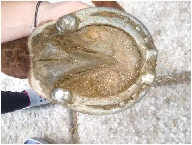 Po co podkuwa się konie i jak uniknąć niepotrzebnych kontuzji