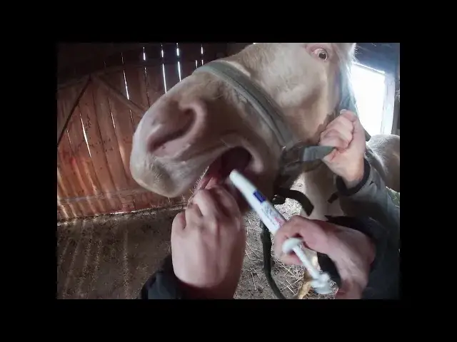 Odrobaczanie konia przed czy po jedzeniu - co jest skuteczniejsze?