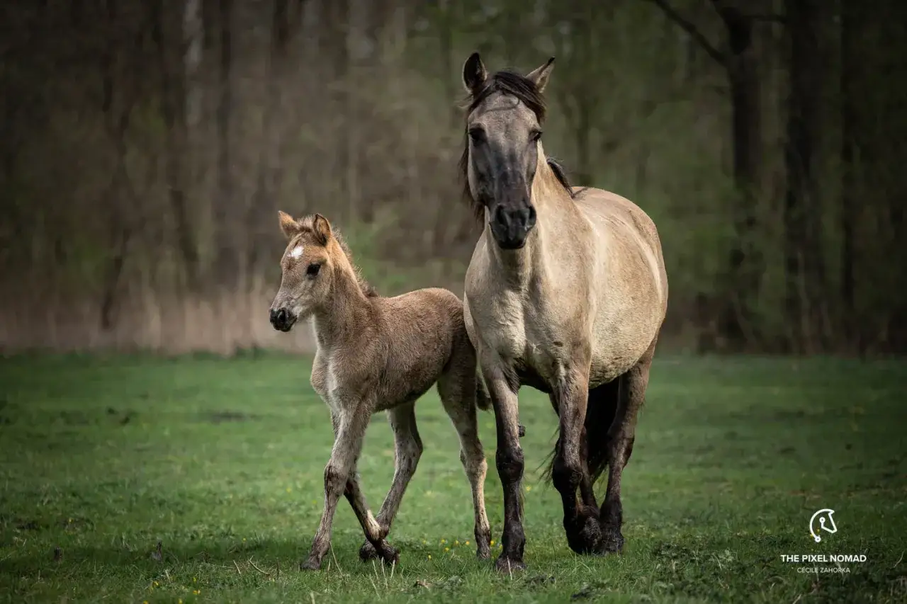 Odkryj Stado Ogierów Sieraków: Najstarsza stadnina i konna przygoda