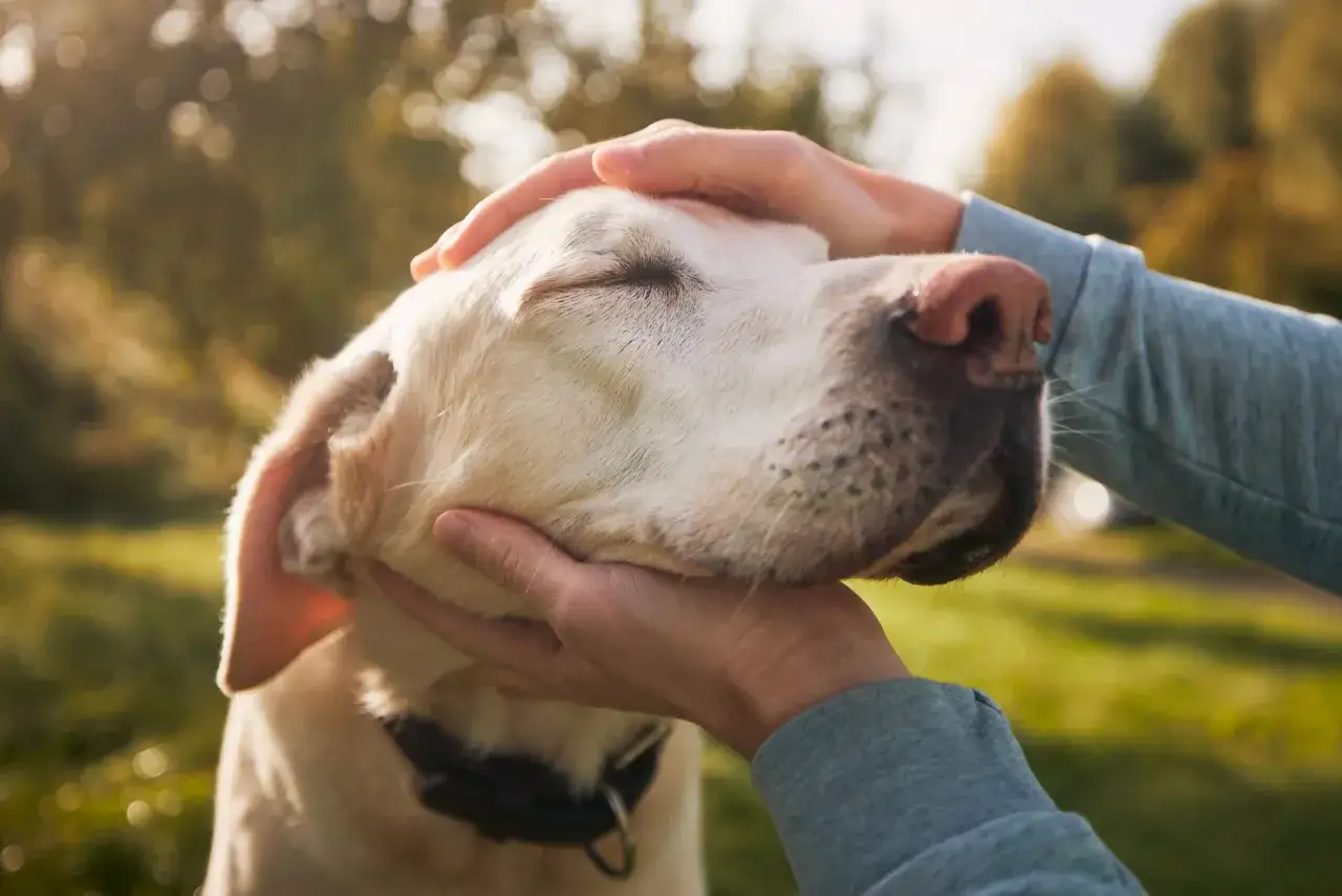 Delikatne głaskanie labradora, który powoli odchodzi. Ostatnie chwile miłości i spokoju.