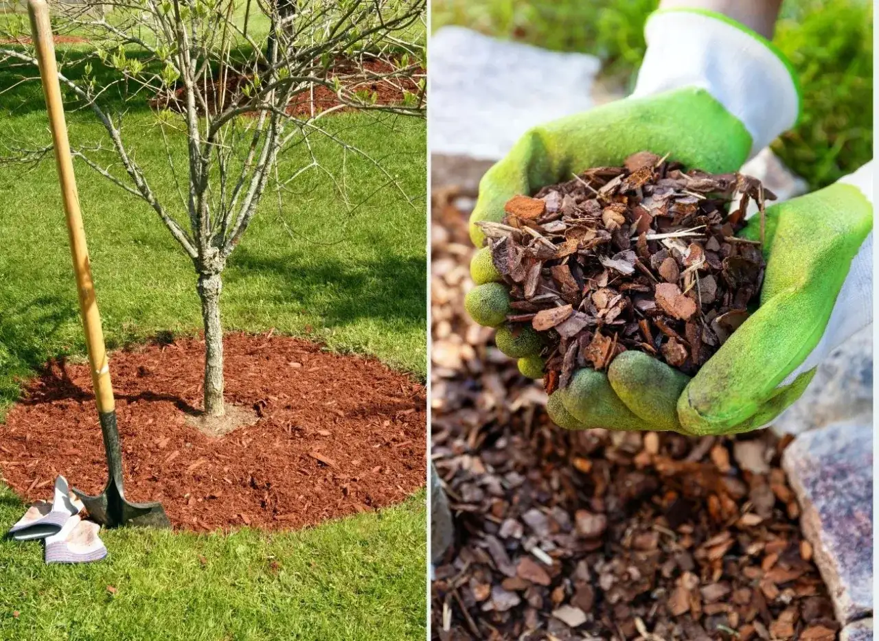 Mulczowanie gleby: Sekret zdrowego ogrodu i oszczędności wody