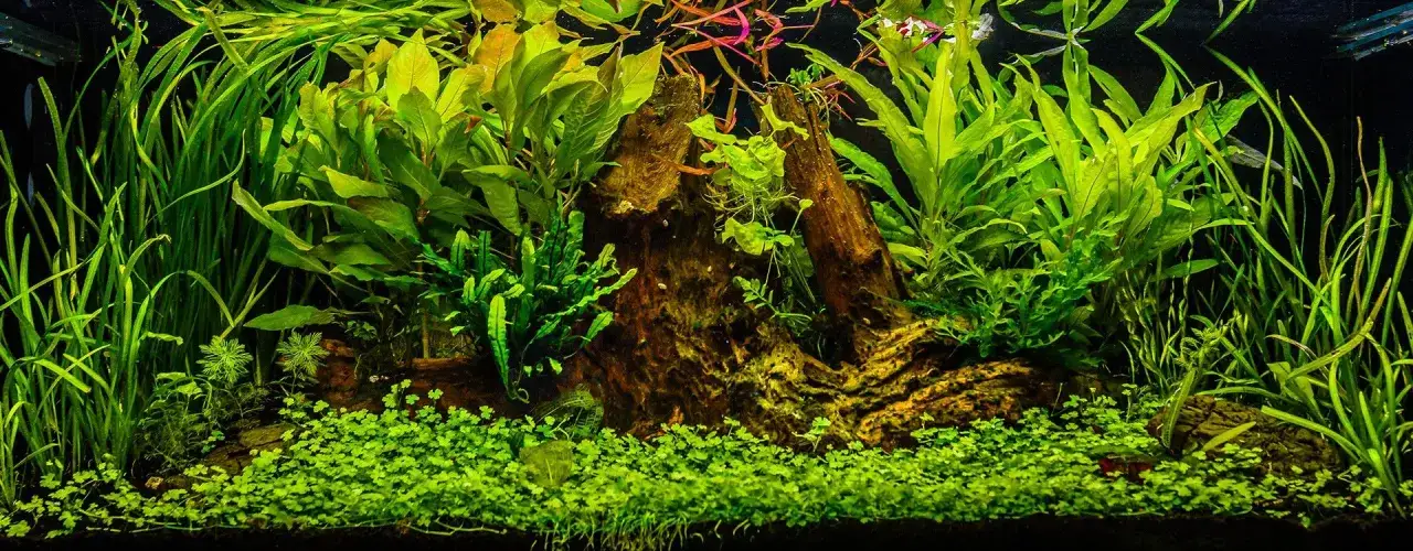 Jakie podłoże do akwarium ogólnego? Wybierz mądrze i bez błędów!