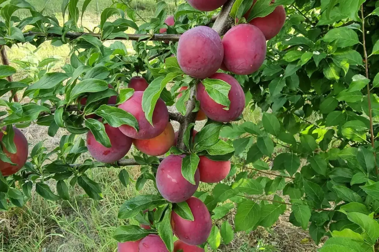 Gałąź śliwy japońskiej czarnej oblepiona dojrzałymi, purpurowymi owocami.