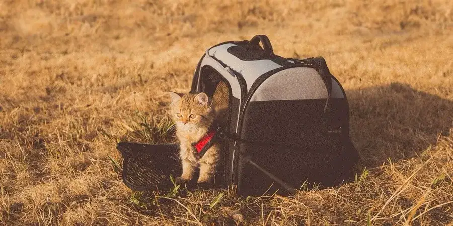 Transporter dla kota otwierany od góry - komfort i bezpieczeństwo w podróży