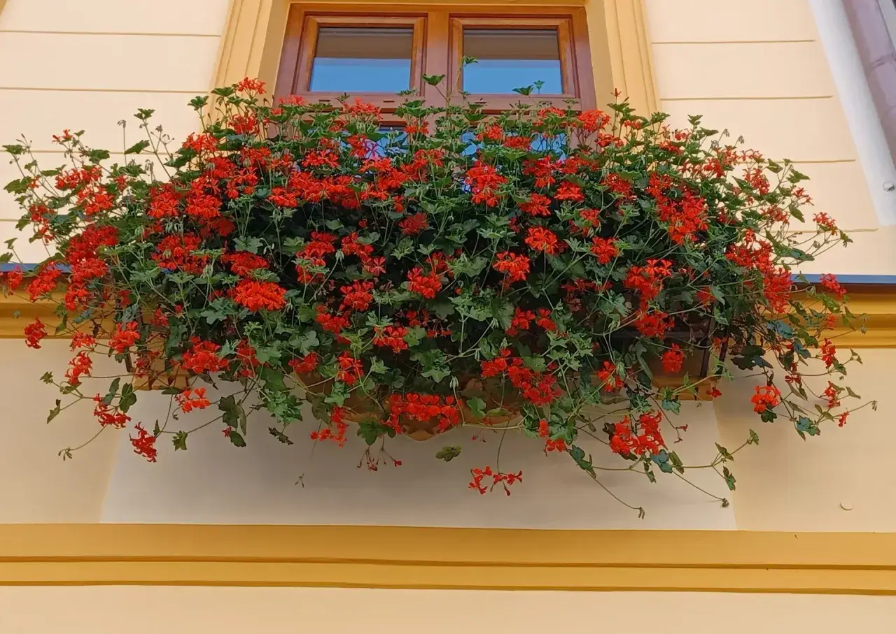 Kwiaty pelargonii w skrzynce pod oknem.