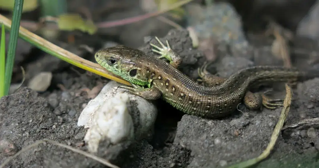 Co jedzą małe jaszczurki polne? Odkryj ich zaskakującą dietę