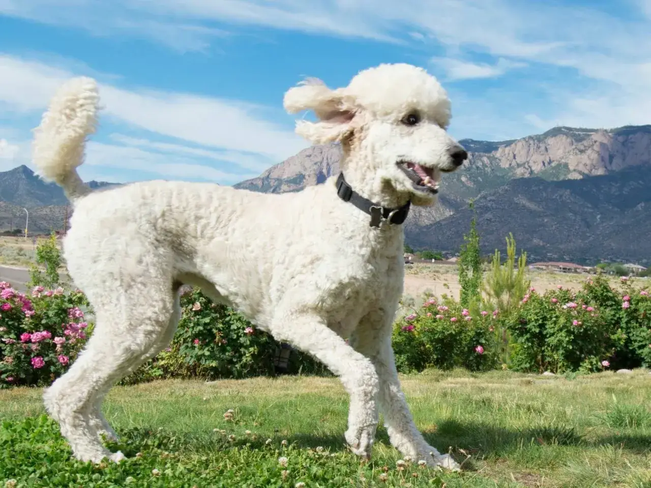 Biały pudel duży wzrost, wesoło biegnie przez zieloną łąkę. W tle góry i błękitne niebo.