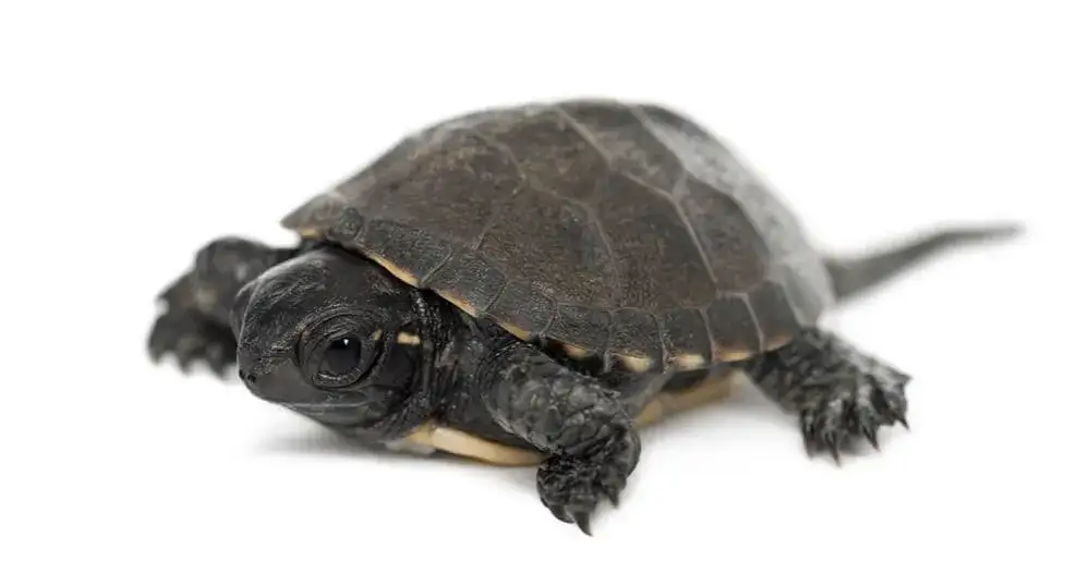 Jaki żółw do domu cena - poznaj najlepsze gatunki i ich koszty
