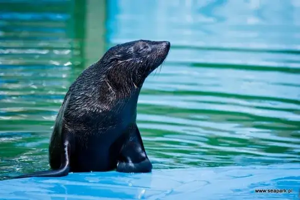 Łeba: Oceanarium, fokarium, 3D? Co wybrać dla rodziny?