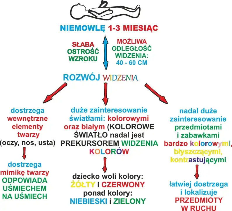Kiedy szczeniak widzi? Rozwój wzroku i sygnały alarmowe