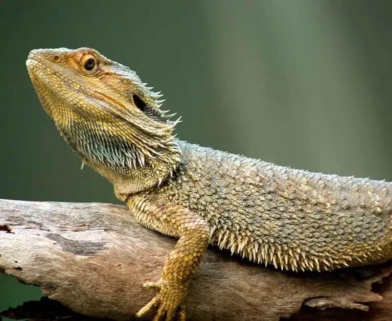 Jakie zwierzę do terrarium? Najlepsze gatunki dla początkujących