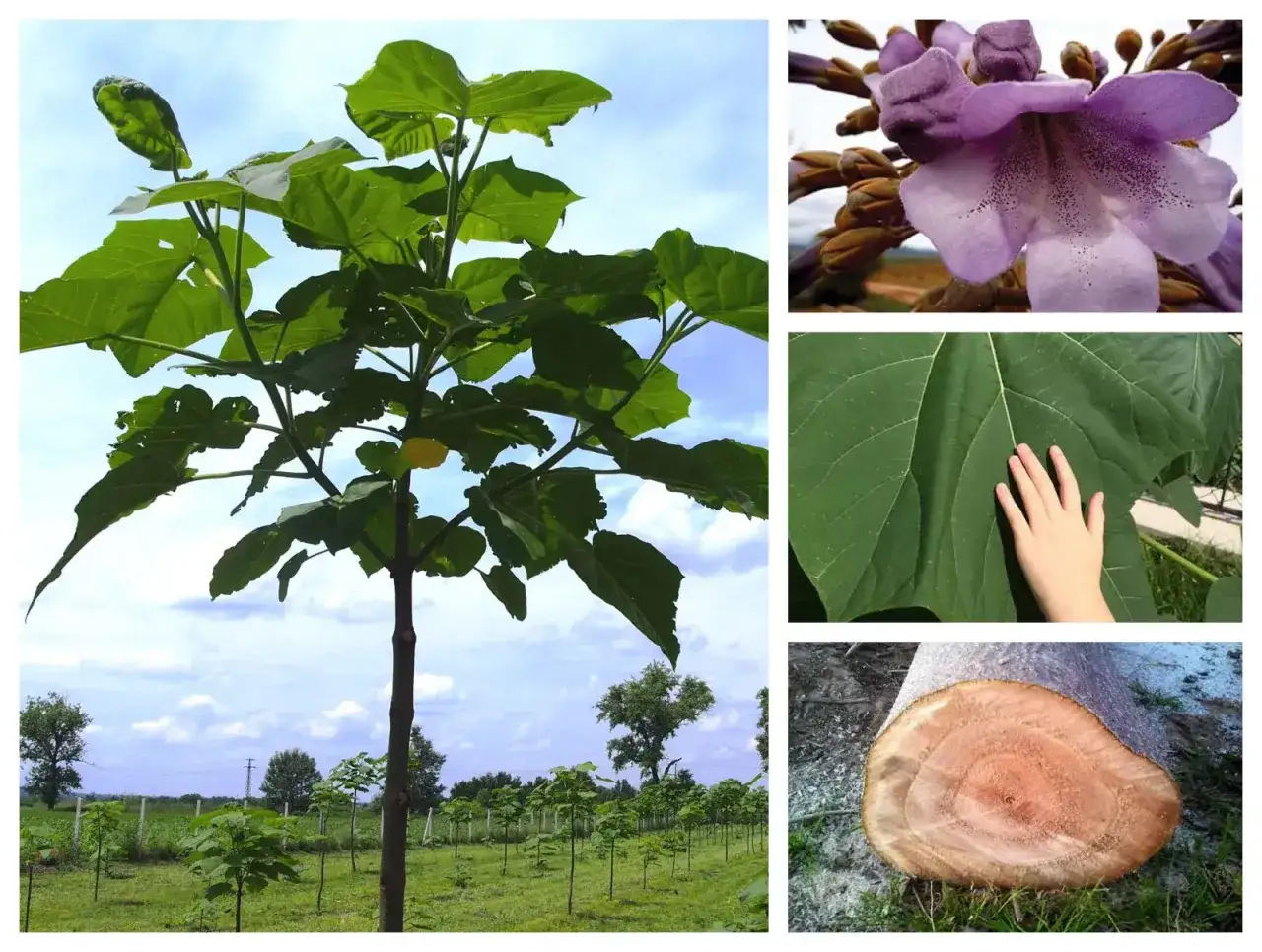 Drzewo tlenowe wady: duże liście, fioletowe kwiaty i przekrój pnia. Widać też młode drzewka na plantacji.