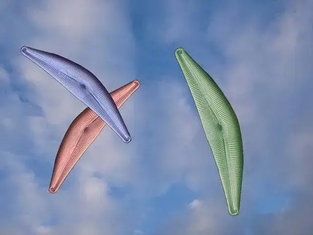 Jak wyglądają okrzemki w akwarium? Odkryj ich tajemnice i cechy