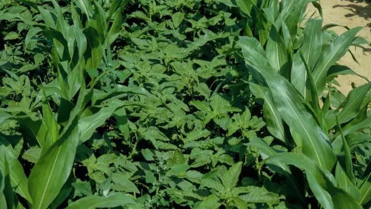 Szarłat chwast: jak skutecznie zwalczać ten uciążliwy chwast?