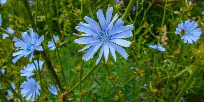 Chwast kwitnący na niebiesko – piękne rośliny, które mogą zaskoczyć