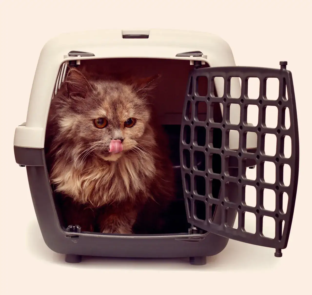 Jak wybrać idealny transporter dla kota, by uniknąć problemów w podróży