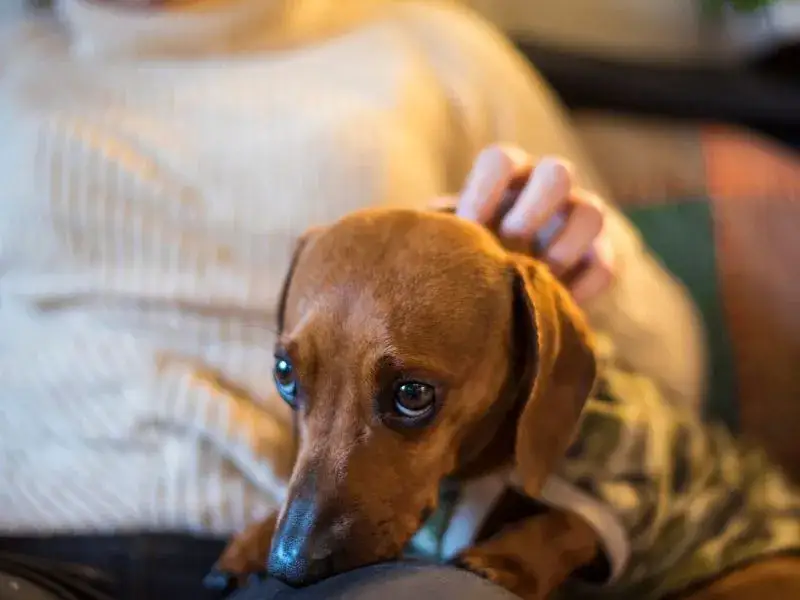 Czemu szczeniak piszczy? Odkryj powody i sposoby na uspokojenie