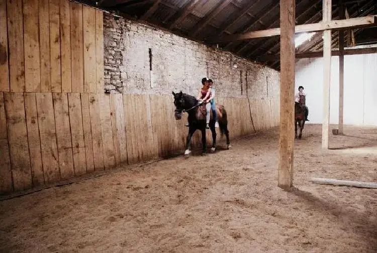 Stadnina koni Arabka w Dziećkowicach – odkryj wyjątkowe konie