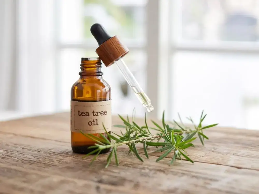 Olejek z drzewa herbacianego w aptece: cena, jakość i gdzie kupić?