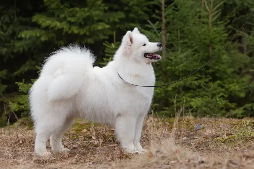 Samoyed: sierść czy włosy? Poznaj sekret futra i pielęgnacji!