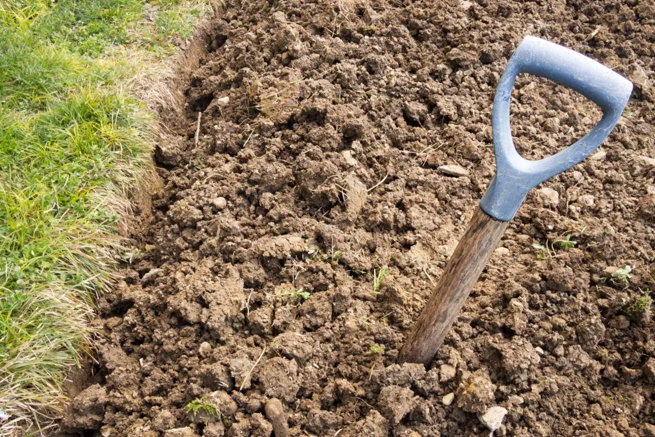 Gliniasta gleba to skarb! Jak uprawiać ogród marzeń?