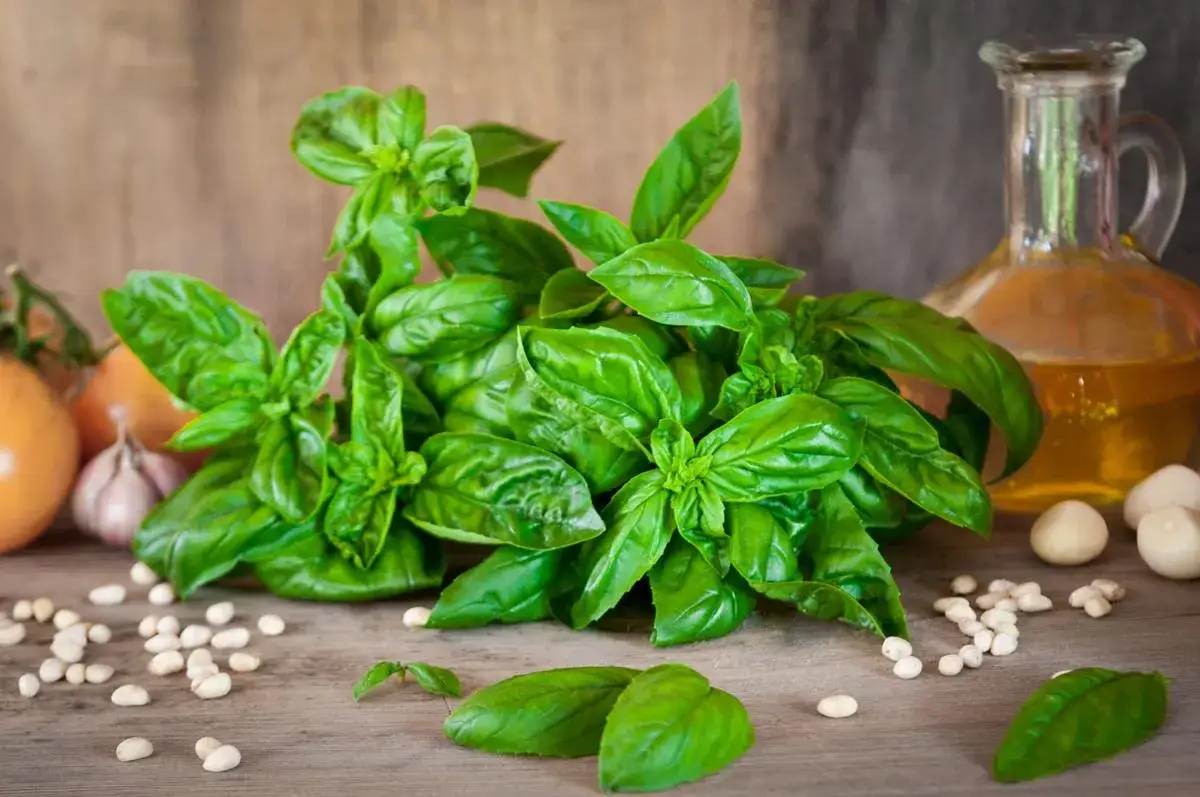 Bazylia do jakich zup – odkryj najlepsze połączenia smakowe