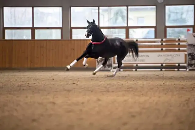 Stadnina Koni Ochaby: Odkryj hodowlę, jeździectwo i atrakcje!