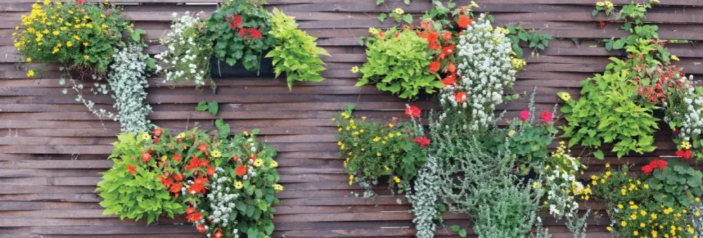 Jak ozdobić płot w ogrodzie: 10 kreatywnych pomysłów na dekorację