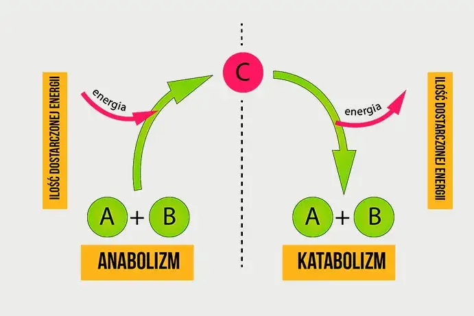 Co to jest metabolizm w biologii i jak wpływa na organizmy?