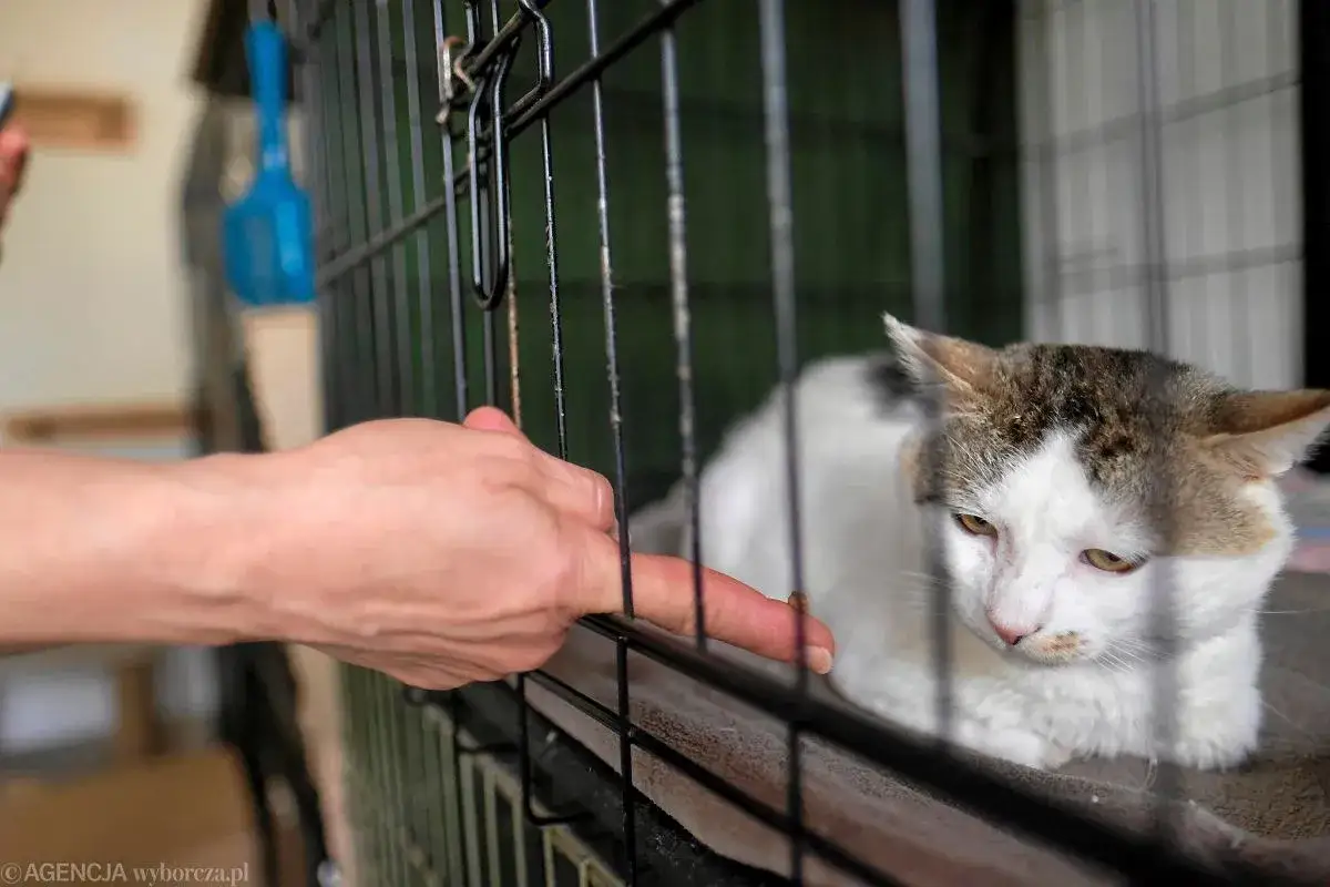 Ryż dla kota: Czy jest bezpieczny? Kiedy pomaga, a kiedy szkodzi?