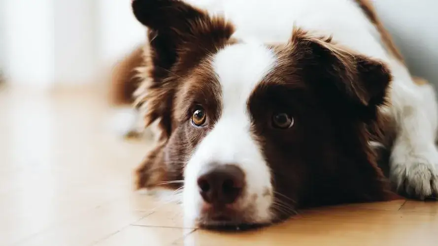 Border collie szczeniak: Dieta idealna? Wybierz karmę świadomie!