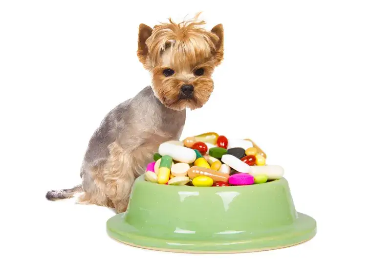 Ile pyralginy dla psa? Bezpieczne dawkowanie i ryzyko przedawkowania