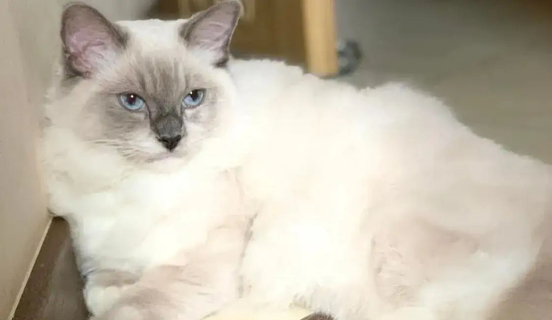 Czy ragdolle uczulają? Odkryj prawdę o alergenach tych kotów