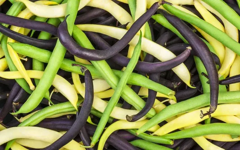 Kiedy jest sezon na fasolkę szparagową? Sprawdź, by nie przepłacać!