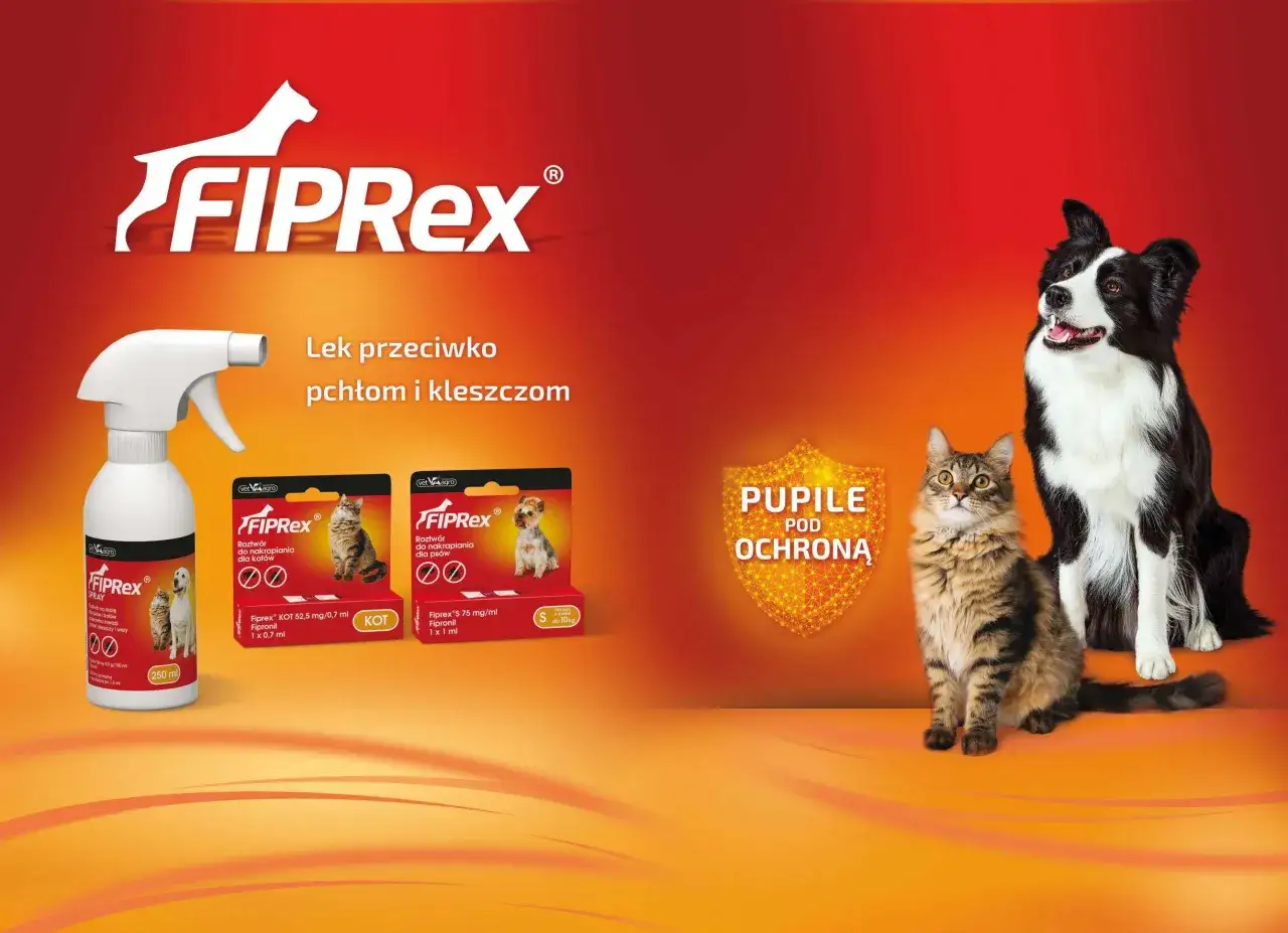 Biedronka Radom: Ponad 16 sklepów! Adresy, godziny, unikaj kolejek