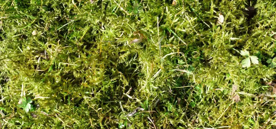 Jak stosować siarczan żelaza na trawnik, aby uniknąć mchu i poprawić zdrowie trawy