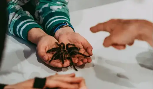 Kto je pająki? Odkryj ich fascynujący świat i rolę w ekosystemie