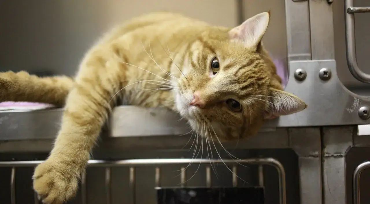 Gewürze für Katzen: Sicher oder giftig? Der große Ratgeber