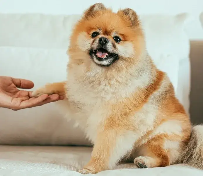 Sierść czy włos u szpica miniaturowego - kluczowe różnice i pielęgnacja