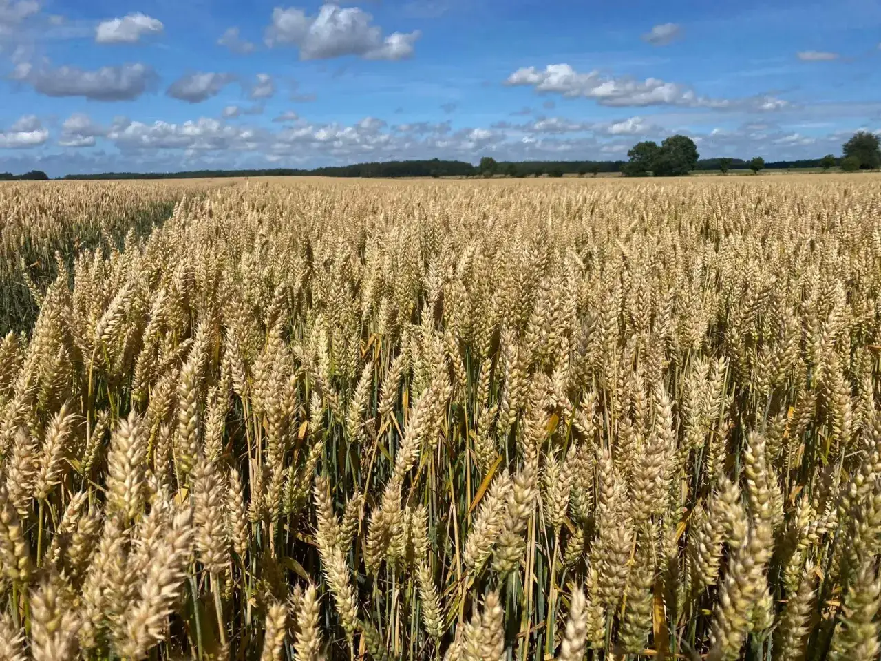 Pszenica Euforia: Gleby I-IVa i niskie pH? Oto klucz do plonu!