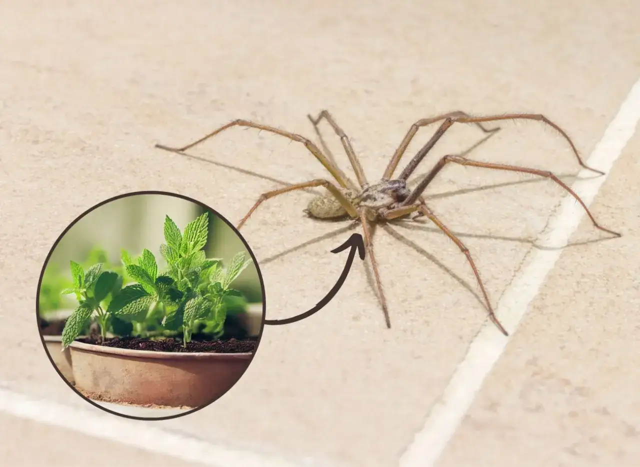 Skuteczne sposoby na to, co odstrasza pająki na balkonie