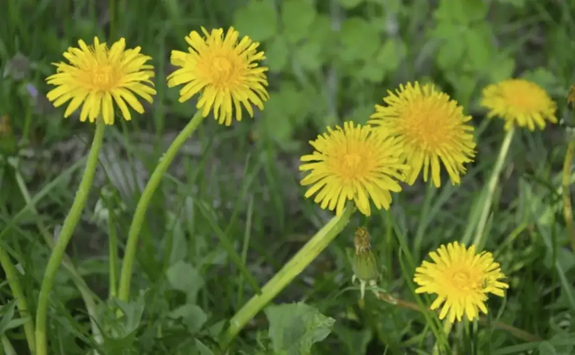 Chwasty z żółtymi kwiatami: jak je rozpoznać i skutecznie zwalczać