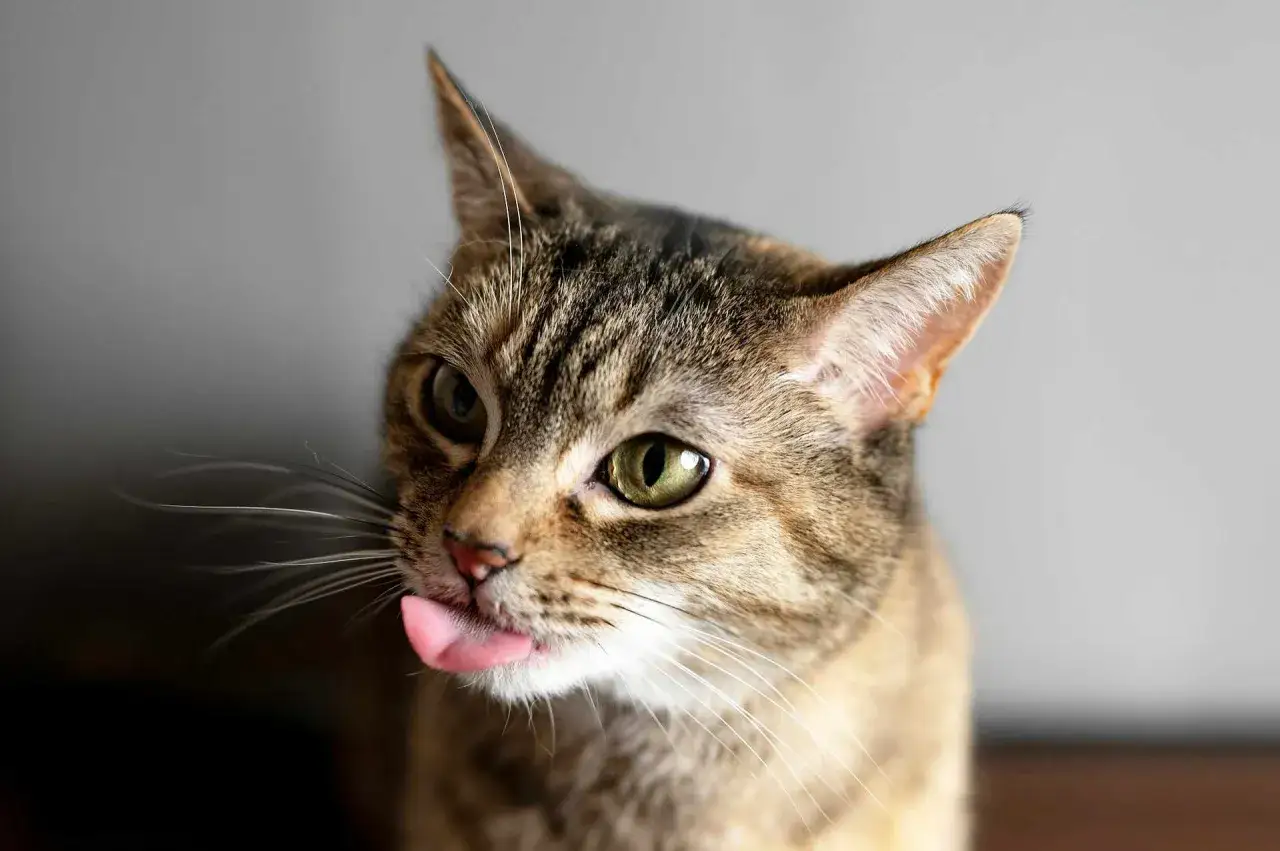 Koty a migdały: Toksyczne zagrożenie czy bezpieczna przekąska?