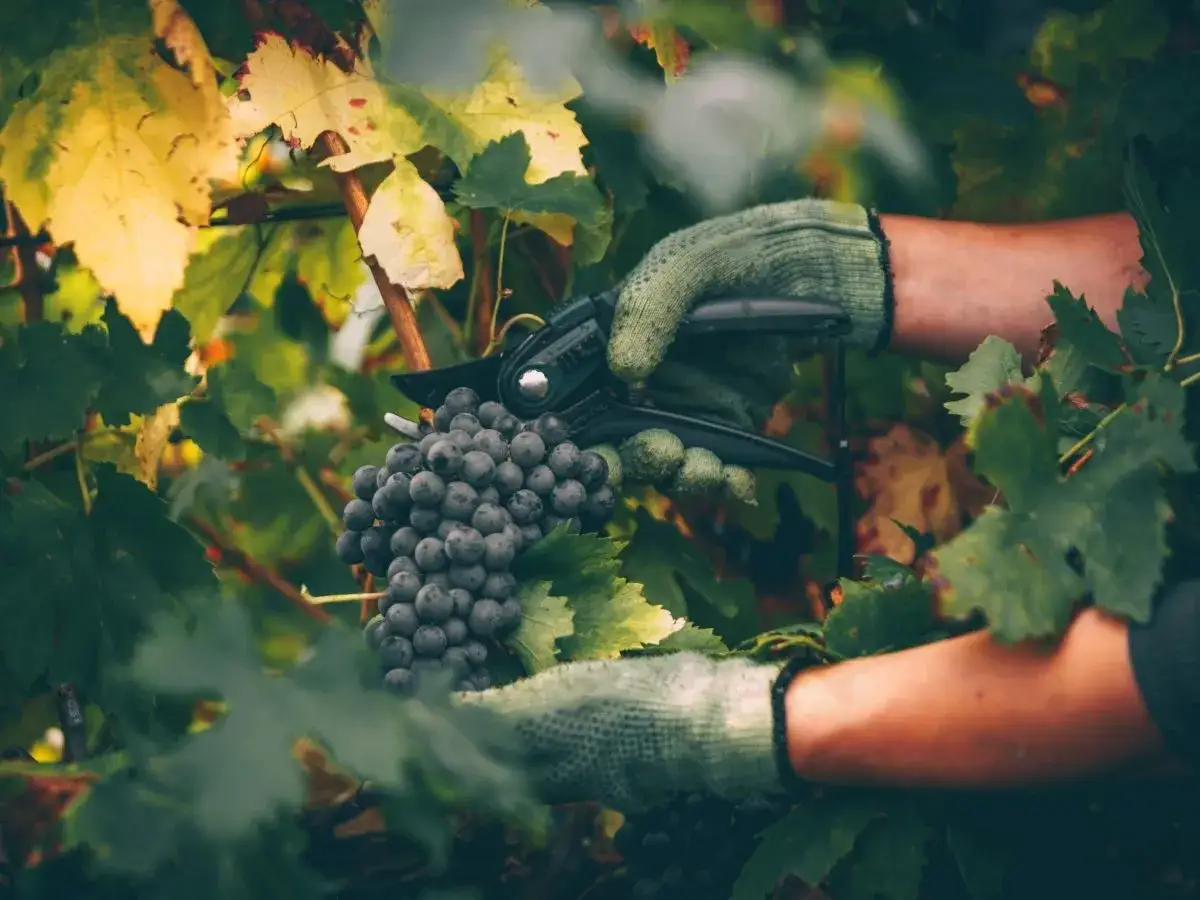 Kiedy i jak przycinać winogrona, aby uniknąć błędów i uzyskać plony
