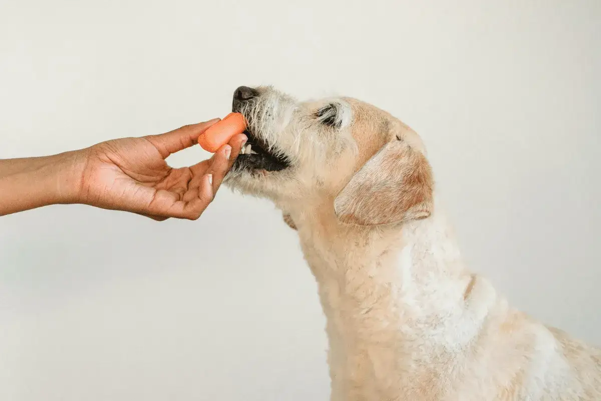 Gotowana marchewka dla psa: bezpieczny przysmak czy pułapka?